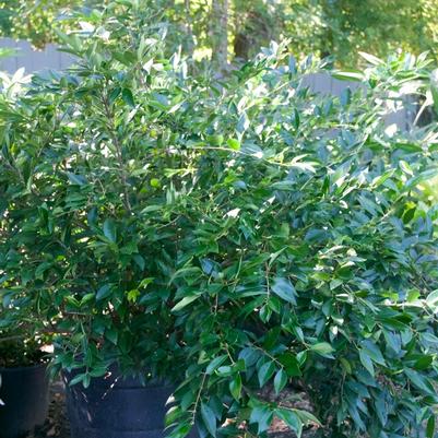 Ligustrum japonicum East Bay