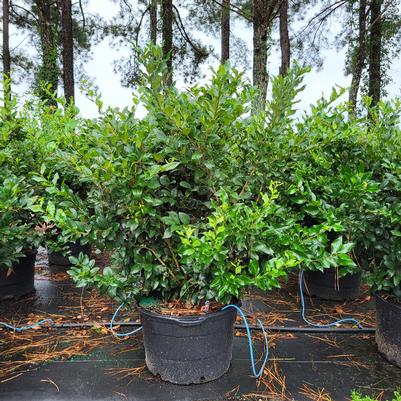 Ligustrum japonicum Recurvifolium