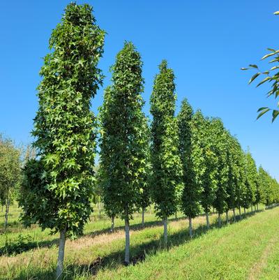 Liquidambar styraciflua Slender Silhouette