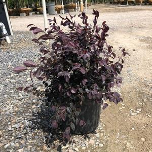 Loropetalum chinense Ruby
