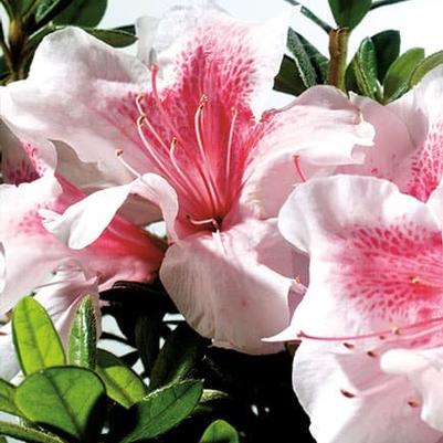 Rhododendron Robled Encore®Autumn Chiffon ™Reblooming Azalea