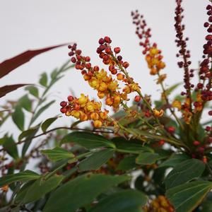 Mahonia Groovy Glow™
