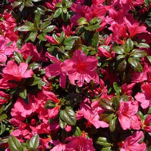 Rhododendron Carla hybrid Sunglow