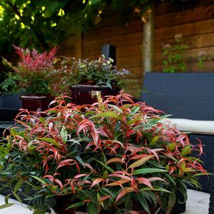 Leucothoe keiski Burning Love™