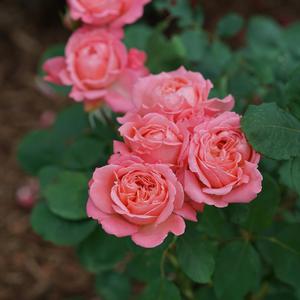 Rosa Reminiscent® Ginger