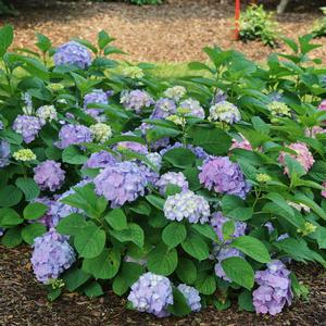 Hydrangea macrophylla Let's Dance Sky View®
