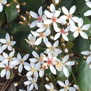 Rhaphiolepis Clean Sweep™ Snowbank™ 