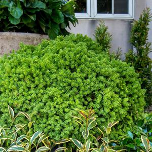 Cryptomeria japonica Dragon Prince&trade; 