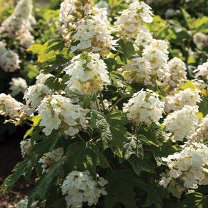 Hydrangea quercifolia Autumn Reprise&trade;