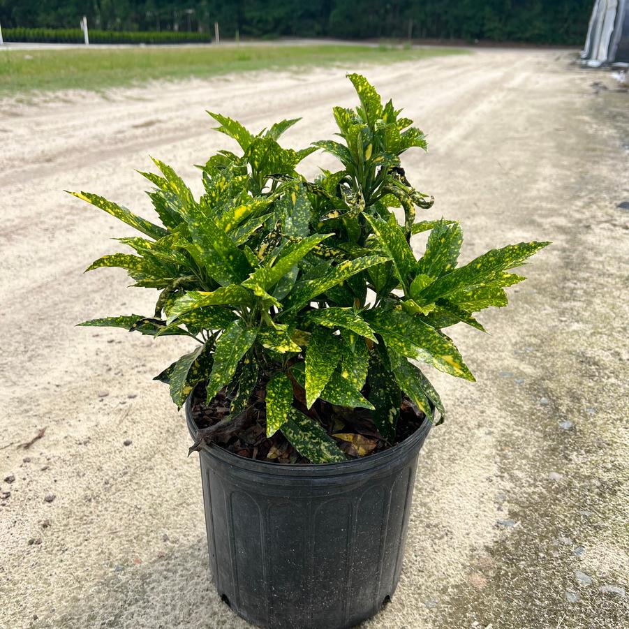 Aucuba japonica 'Hosoba Hoshifu' - Laurel from Jericho Farms