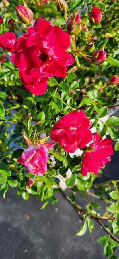 Rosa 'Red Drift�' - Rose from Jericho Farms