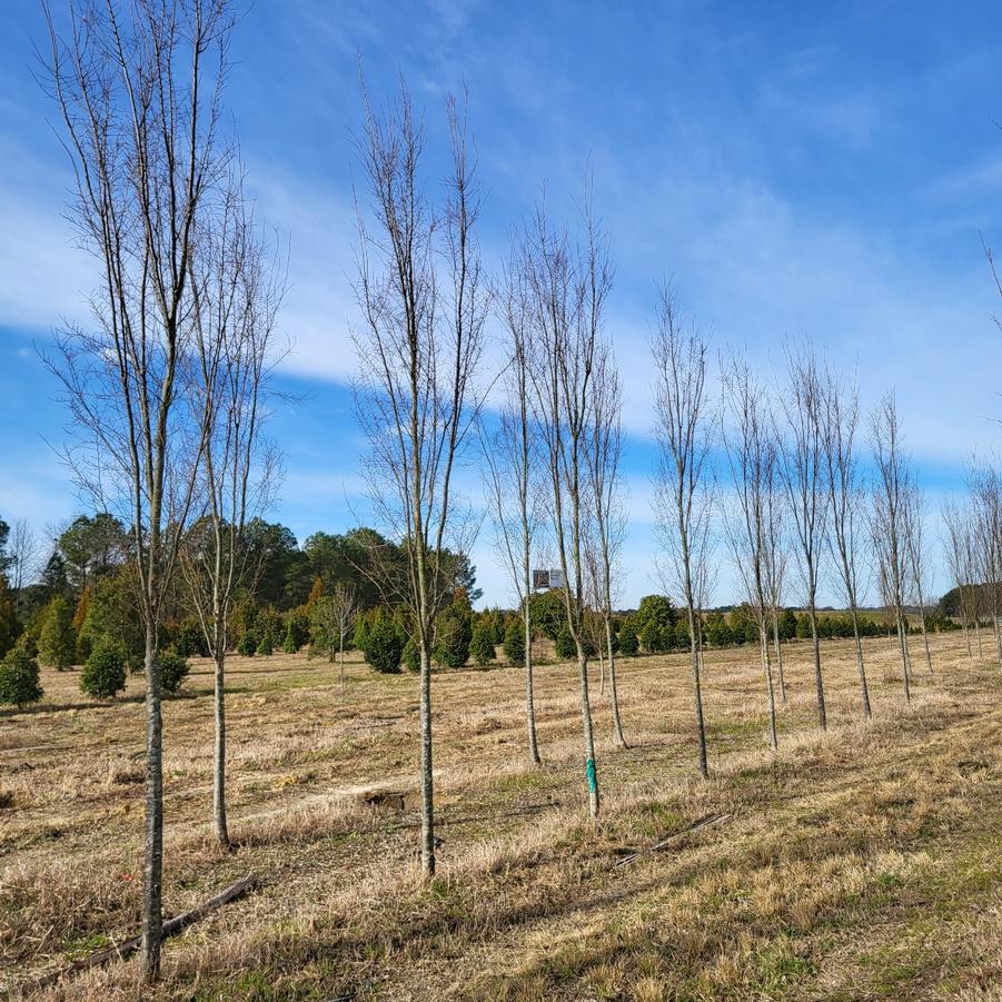 Ulmus 'Frontier' - Elm from Jericho Farms