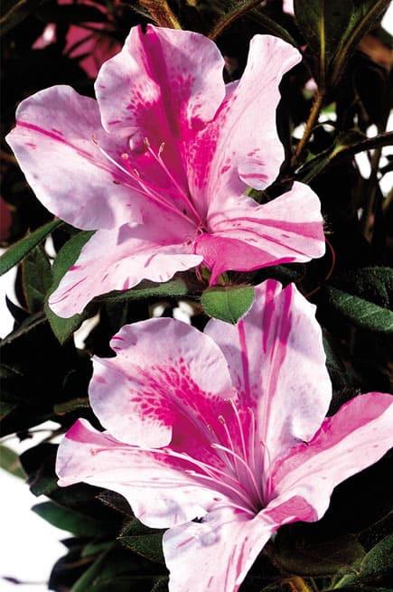 Rhododendron 'Conlep' - Encore� Autumn Twist� Reblooming Azalea