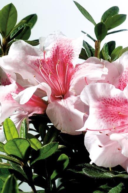 Rhododendron Robled 'Encore�Autumn Chiffon ™Reblooming Azalea'