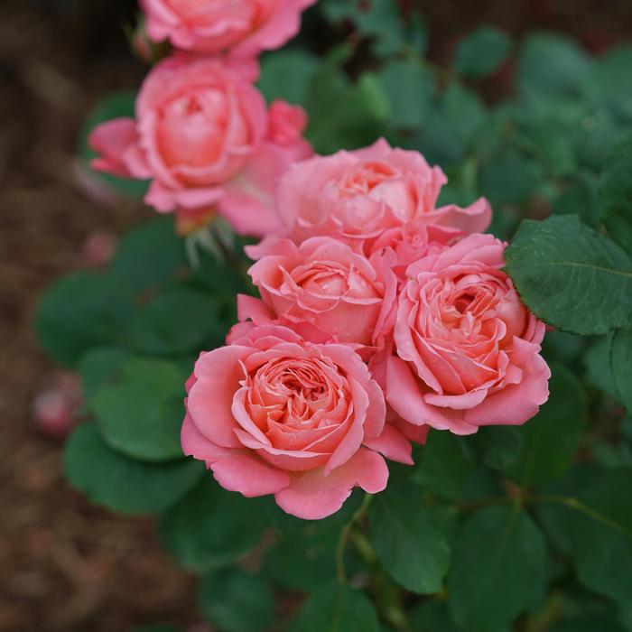 Rosa Reminiscent® Ginger