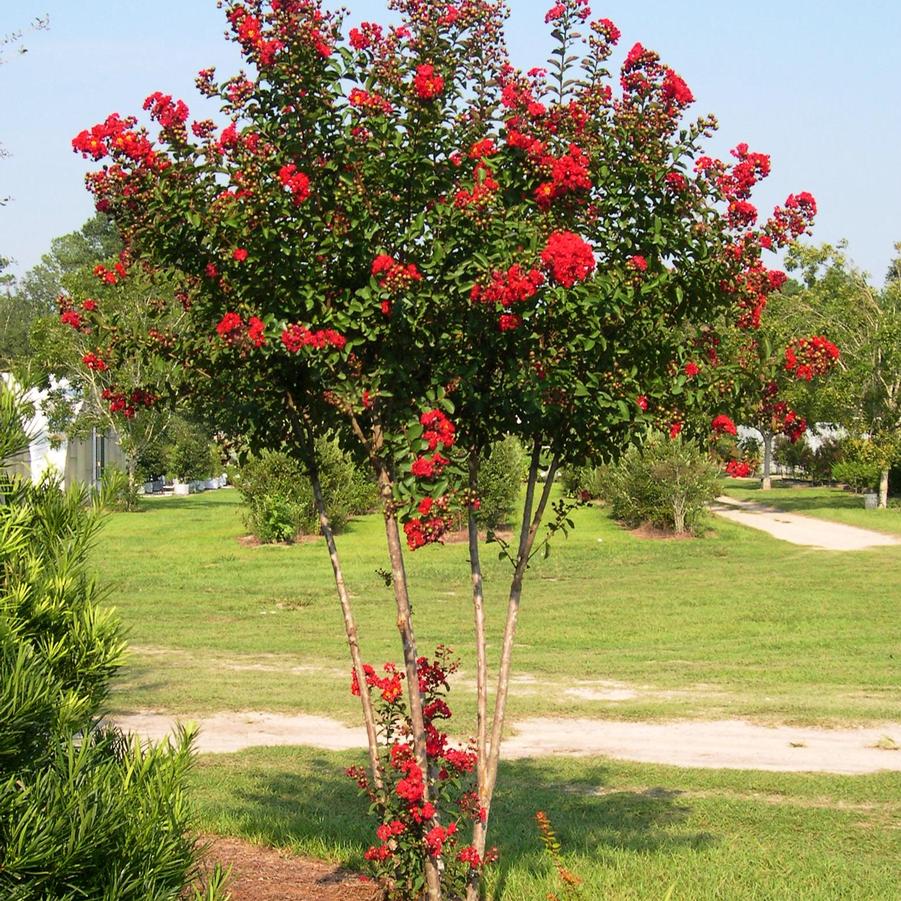 Lagerstroemia indica 'Red Rocket�' - Crape Myrtle from Jericho Farms