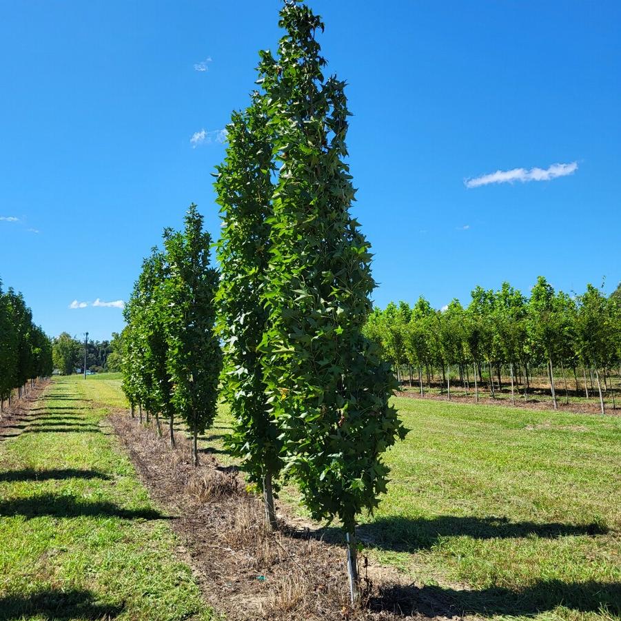 Liquidambar styraciflua 'Slender Silhouette' - Sweet Gum from Jericho Farms