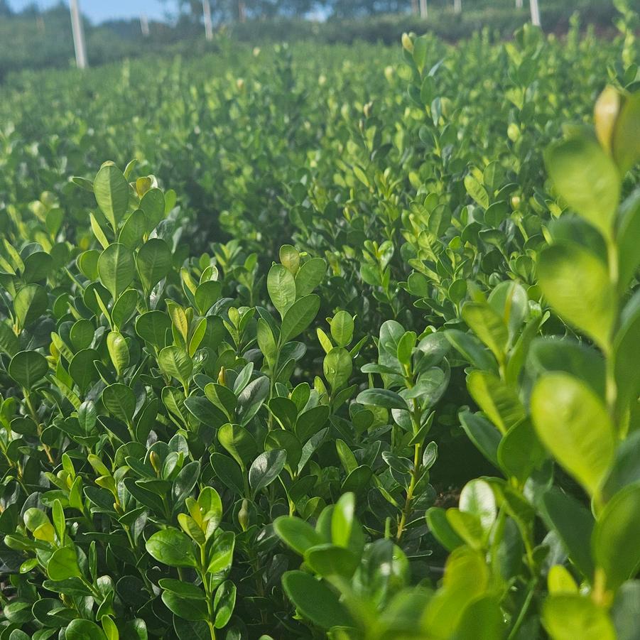 Buxus 'NewGen Freedom�' - Boxwood from Jericho Farms