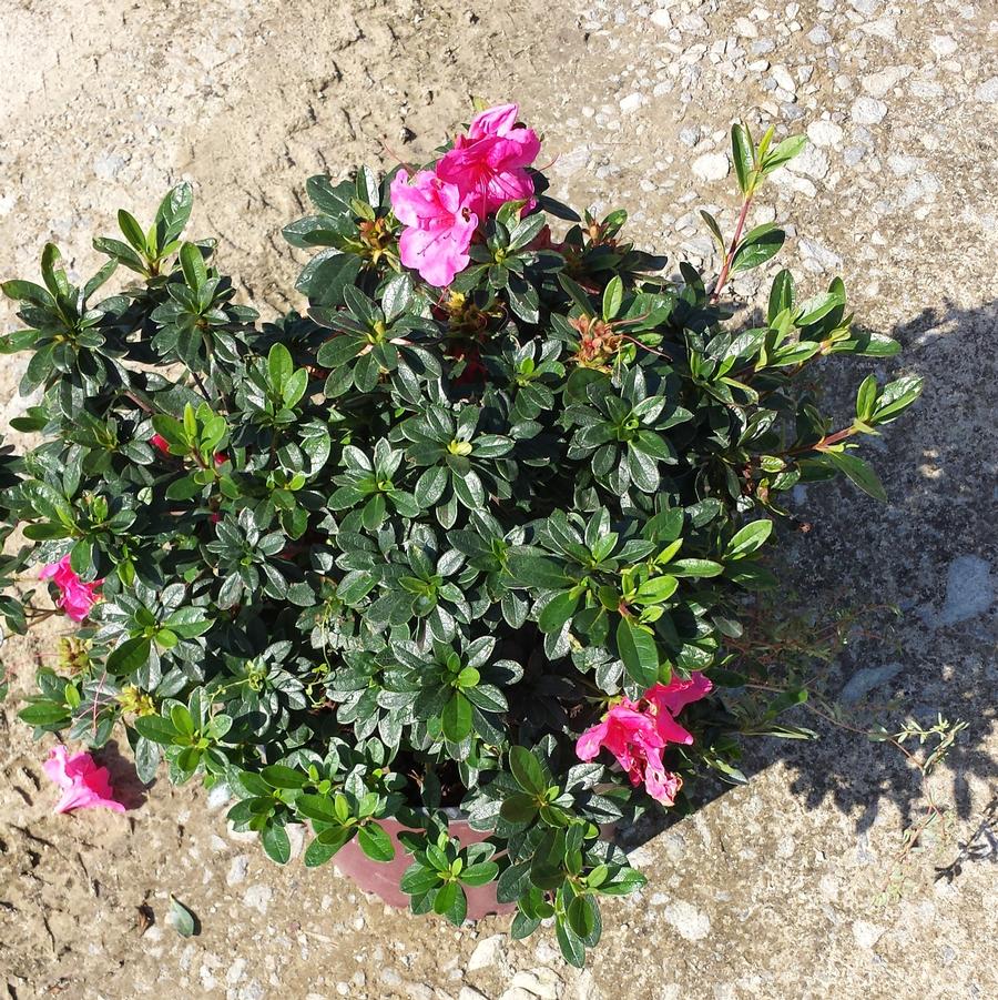 Rhododendron Encore� 'Autumn Carnival�' - Azalea from Jericho Farms