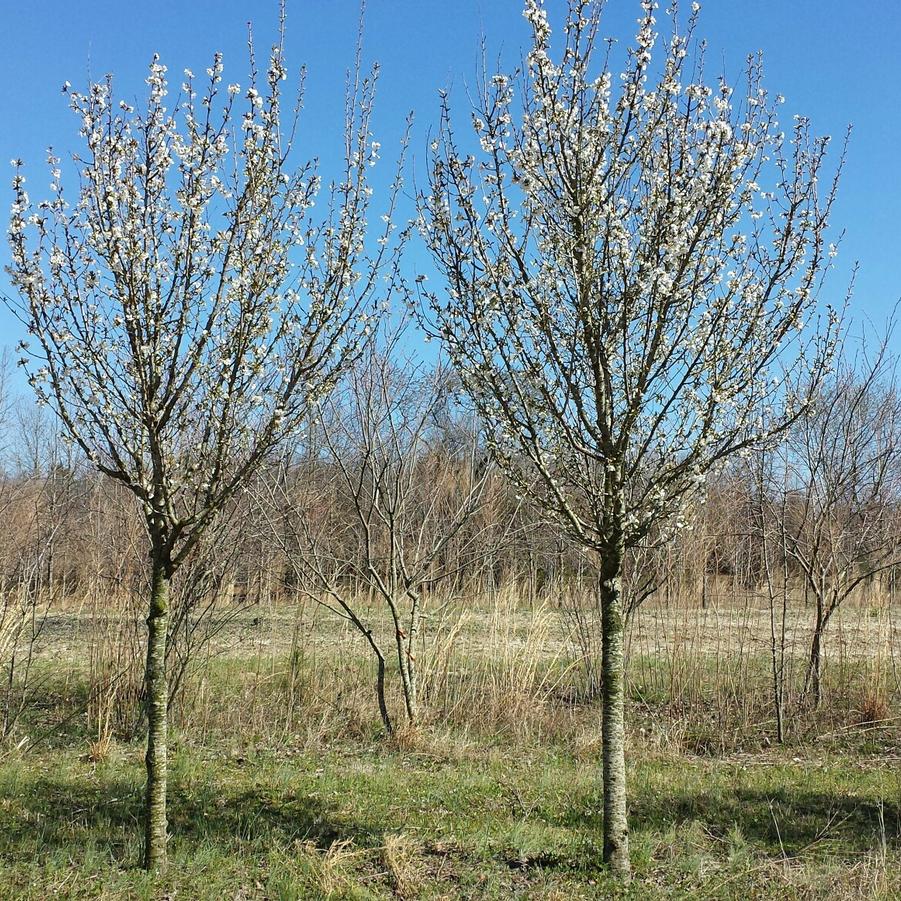 Prunus serrulata 'Snow Goose' - Flowering Cherry from Jericho Farms