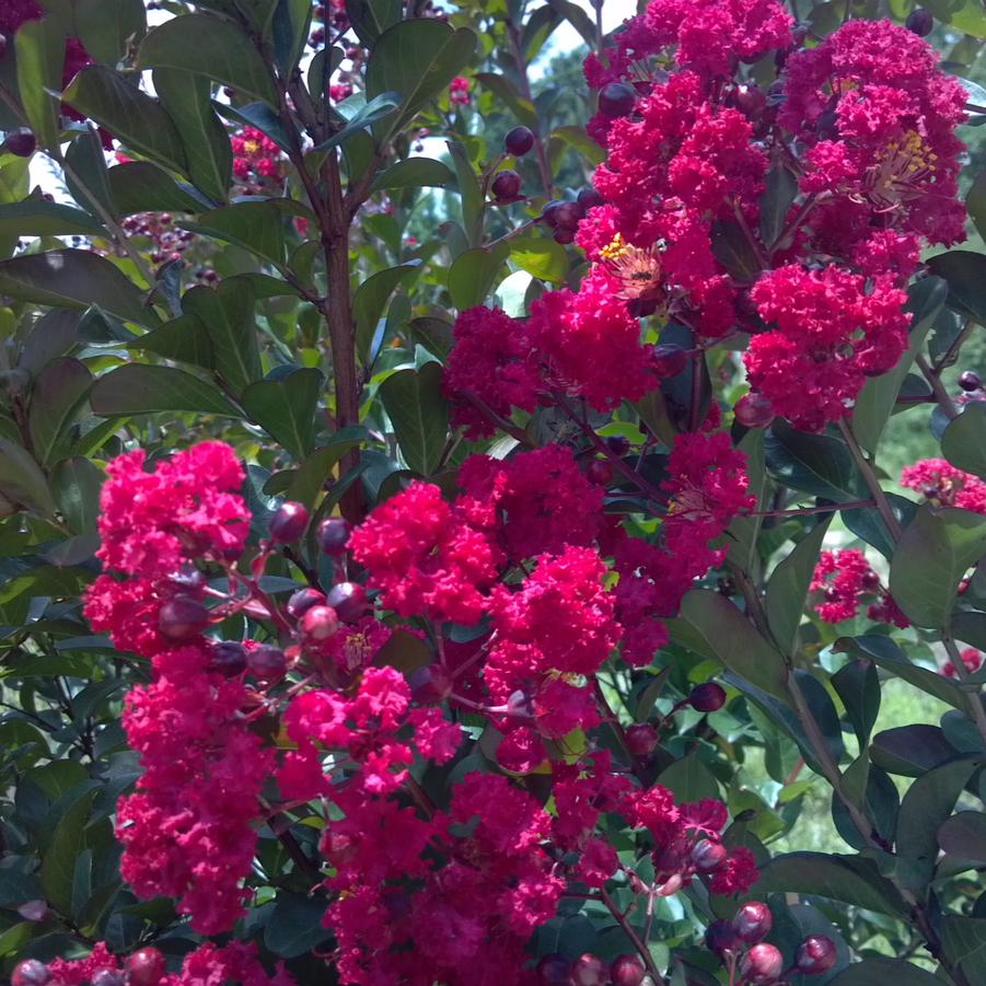 Lagerstroemia indica 'Red Rocket�' - Crape Myrtle from Jericho Farms