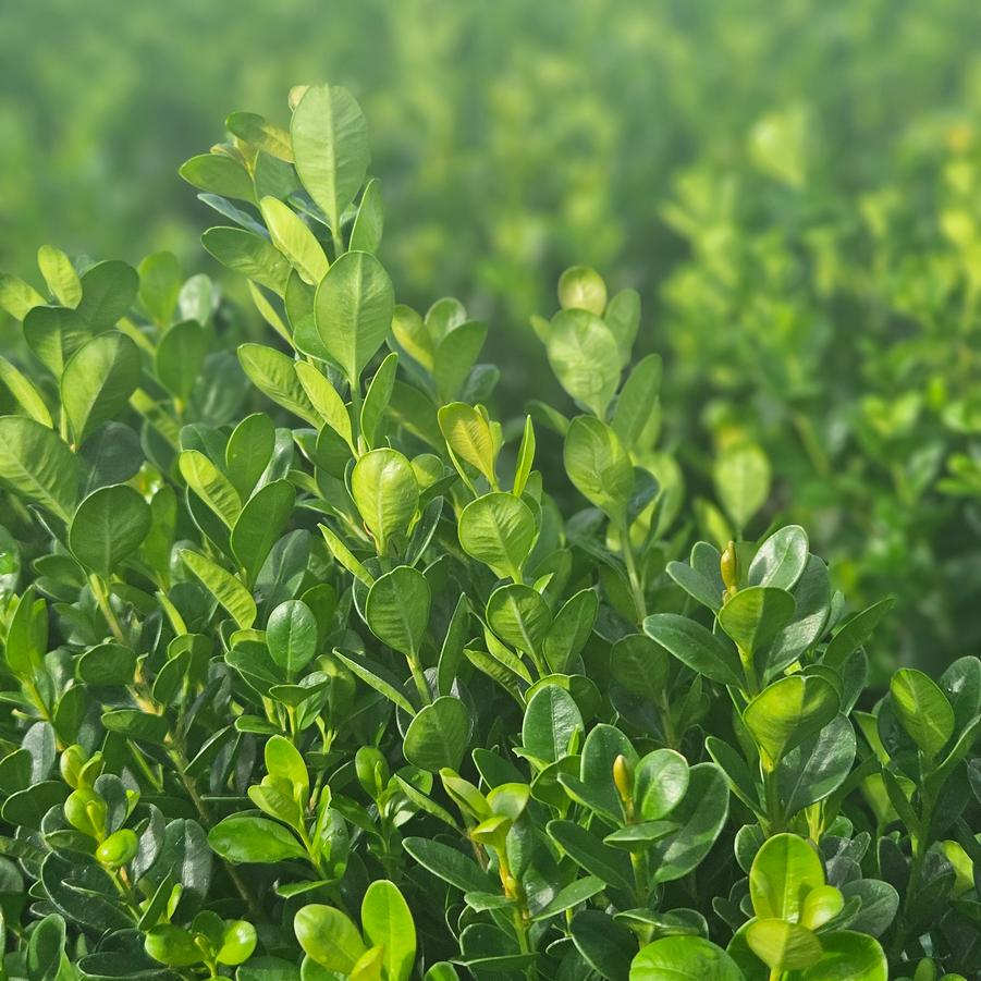 Buxus 'NewGen Freedom�' - Boxwood from Jericho Farms
