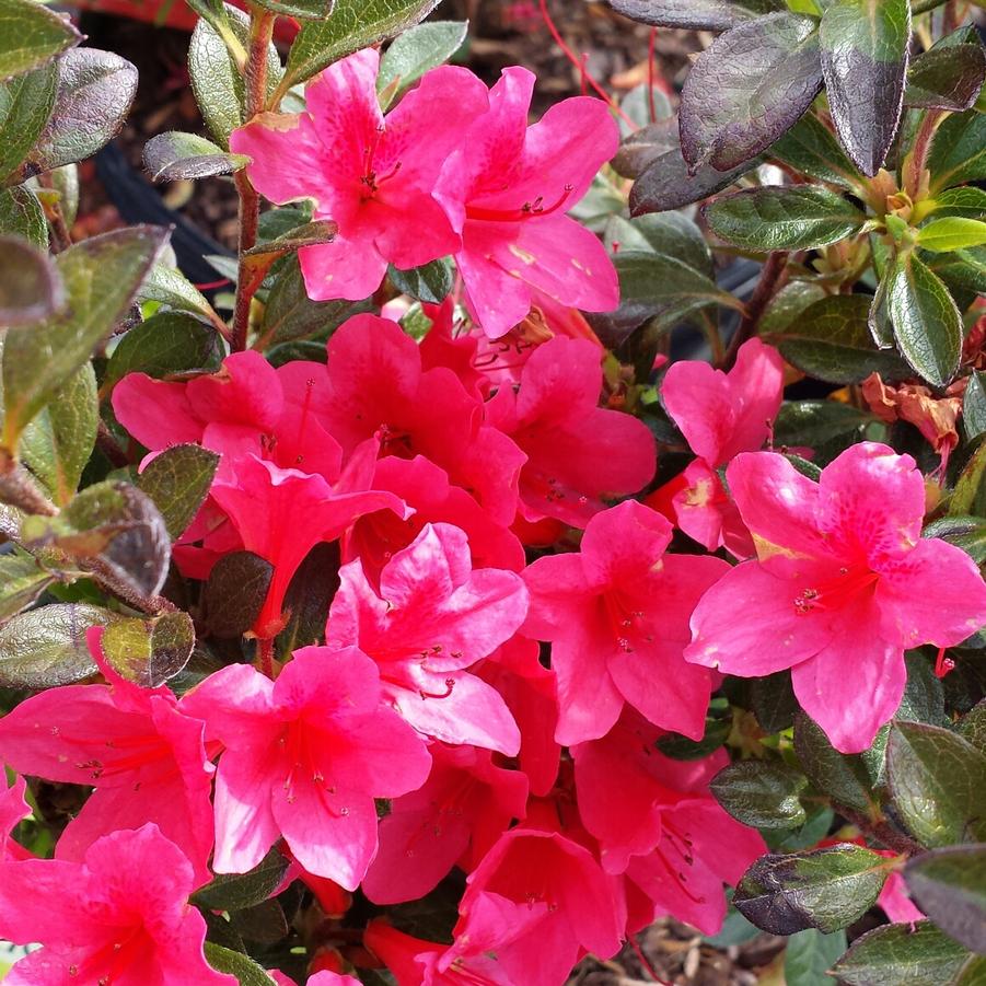 Rhododendron Encore� 'Autumn Ruby�' - Azalea from Jericho Farms