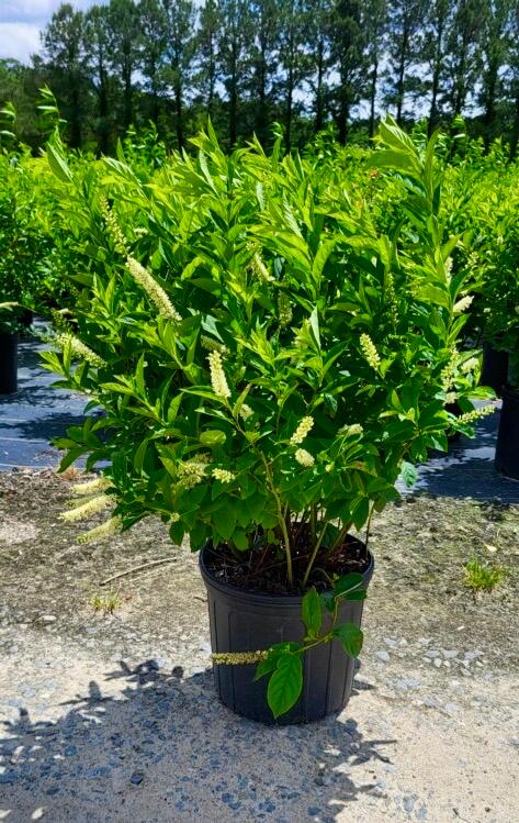 Itea virginica 'Little Henry�' - Sweetspire from Jericho Farms